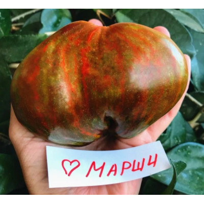 Томат Сердце Марши (Marsha's Starfighter Heart )США Коллекционные сорта