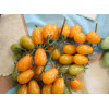 Томат Грушевый апельсин  'Pera Naranja' (Испания) коллекционные сорта