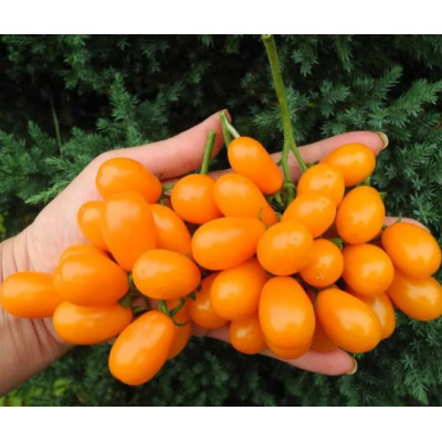 Томат Грушевый апельсин  'Pera Naranja' (Испания) коллекционные сорта
