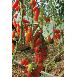 Томат Фляшен (Flaschentomaten) Германия коллекционные сорта Томат Фляшен (Flaschentomaten) Германия коллекционные сорта