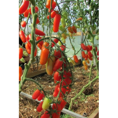 Томат Фляшен (Flaschentomaten) Германия коллекционные сорта