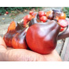 Томат Синяя груша (Blue Pear) коллекционные сорта