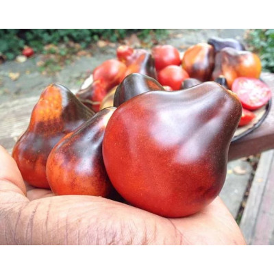 Томат Синяя груша (Blue Pear) коллекционные сорта