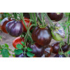 Томат Синяя груша (Blue Pear) коллекционные сорта