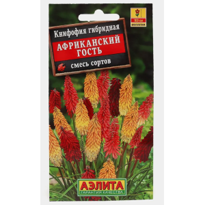 Книфофия Африканский гость Аэлита Ц Книфофия Африканский гость Аэлита Ц