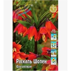 Фритиллярия Раскаль Шопен 14/+ 1шт