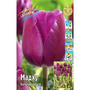 Тюльпан Мадху 11/12 1шт