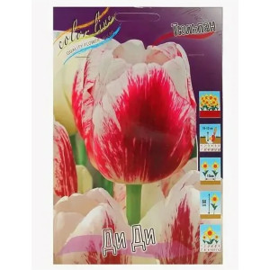 Тюльпан Ди Ди  11/12 1шт