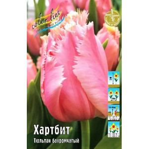 Тюльпан Хартбит 11/12 1шт