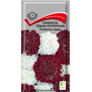 Скабиоза Пламенное сердце Поиск Ц