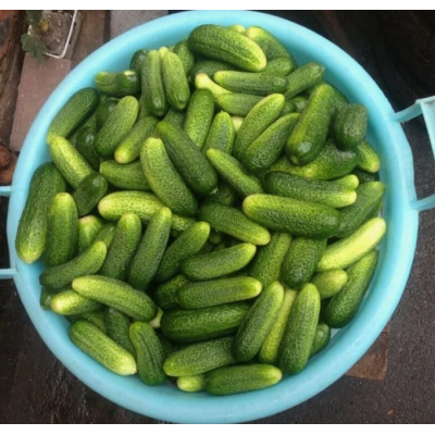 Огурец Луховицкий ручная фасовка