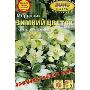 Морозник Зимний цветок Аэлита Ц Морозник Зимний цветок Аэлита Ц