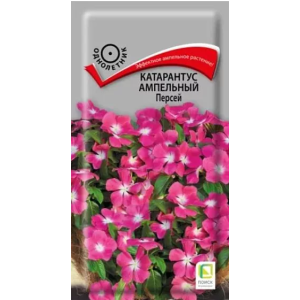 Катарантус Персей ампельный Поиск Ц Катарантус Персей ампельный Поиск Ц
