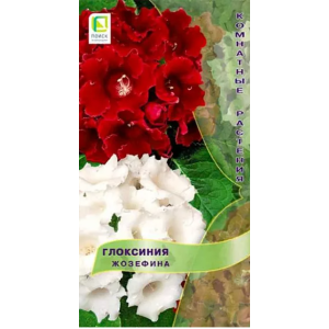 Глоксиния Жозефина Поиск Ц Глоксиния Жозефина Поиск Ц