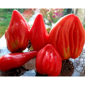 Томат Тюльпан розовый (Pink tulip) коллекционные сорта Томат Тюльпан розовый (Pink tulip) коллекционные сорта