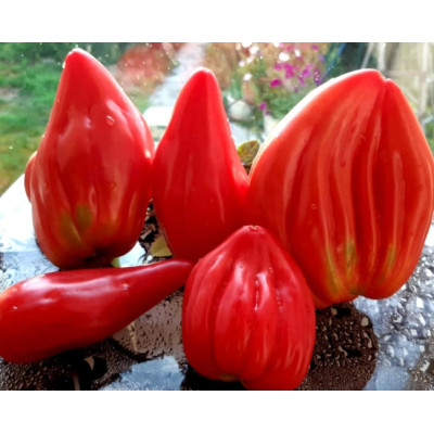 Томат Тюльпан розовый (Pink tulip) коллекционные сорта