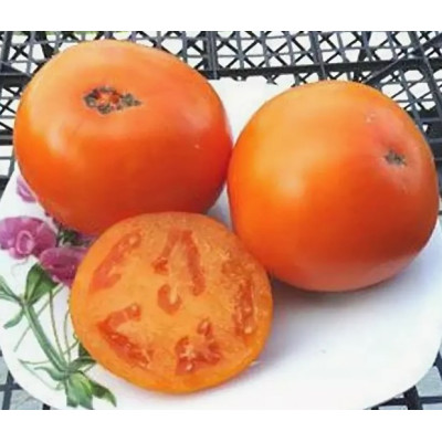 Томат Гордость побережья оранжевый гном (Orange pride dwarf) коллекционные сорта