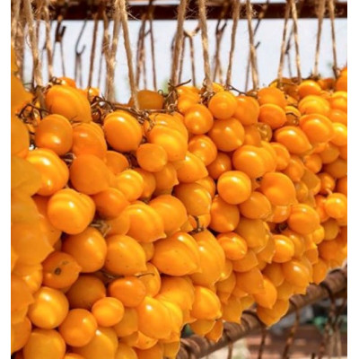 Томат ДжаДжу (Giagiù, Yellow Piennolo del Vesuvio) коллекционные сорта