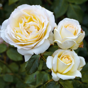Роза Английская кустовая Чайковский 
