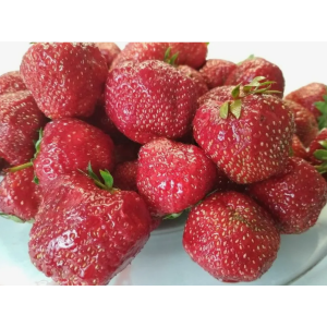 Клубника Чамора Туруси рассада 1шт