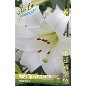 Лилия Уайт Триумфатор 1шт