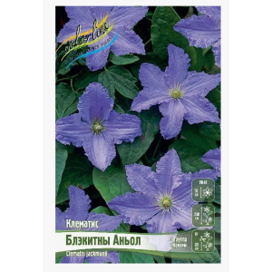 Клематис Блэкитны Аньол 1шт