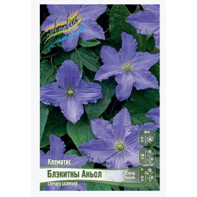 Клематис Блэкитны Аньол 1шт