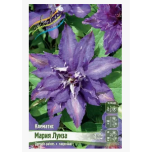 Клематис Мария Луиза 1шт ОКС