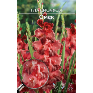 Гладиолус Омск 1шт