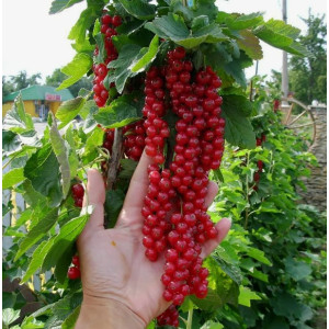 Смородина Длиннокистная 1шт