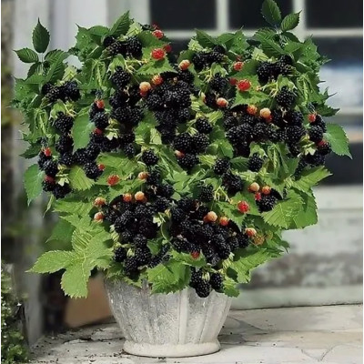 Ежевика Дима Р9