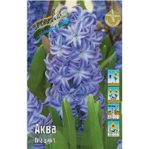 Нарцисс и Гиацинт  Витрина №4  V-NCHY-06