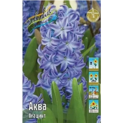 Нарцисс и Гиацинт  Витрина №4  V-NCHY-06