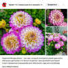 Витрина Георгин 8 разных сортов 1шт 