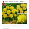 Витрина Георгин 8 разных сортов 1шт 
