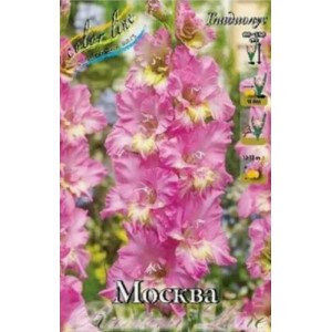Гладиолус Москва 1шт