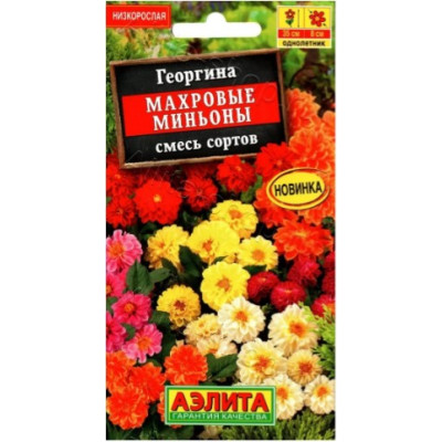 Георгина Миньон Аэлита Ц 