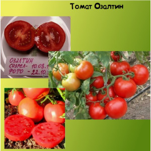 Томат Озалтин Коллекционные сорта Томат Озалтин Коллекционные сорта