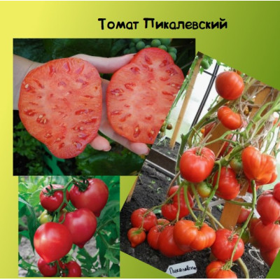 Томат Пикалевские Коллекционные сорта