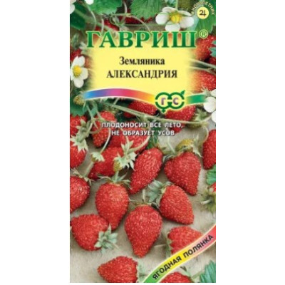 Земляника Александрия Гавриш Ц ремонтантная