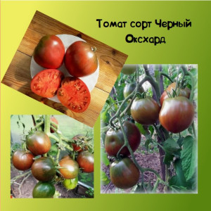 Томат Черный оксхард Коллекционные сорта