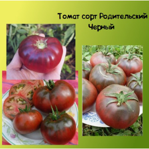 Томат Родительский Черный Коллекционные сорта Томат Родительский Черный Коллекционные сорта