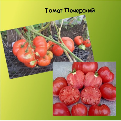 Томат Печёрский Коллекционные сорта