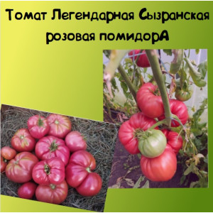Томат Легендарная Сызрынская розовая помидора Коллекционные сорта