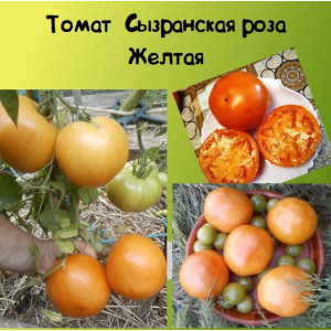 Томат Сызранская роза Желтая Коллекционные сорта