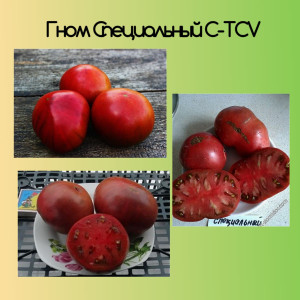 Томат Специальный C-TCV Dwarf JPS-Srecial C-TCV гном Коллекционные сорта