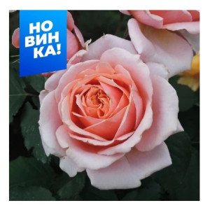 Роза Поль Бокюз/Сем Алт/