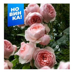 Роза Ля роз оптимист/Сем Алт/
