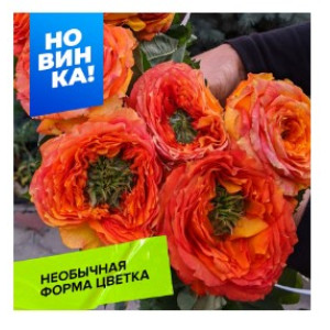 Роза Зелёный остров Самоа/Сем Алт/