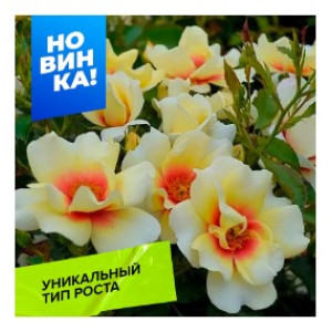 Роза Глориус бебилон айз/Сем Алт/